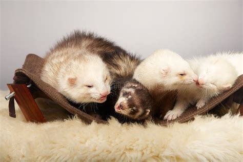 Ferret Nice .